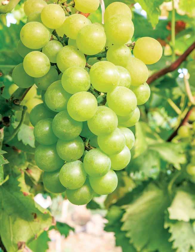 Kotimaiset viiniköynnökset Hazaine Sladkii Jubileinaja Novgoroda Somerset Seedless 2 15,- 2 L at 9 90 TAI Tarjoushintaisia tuotteita rajoitettu erä / myymälä.