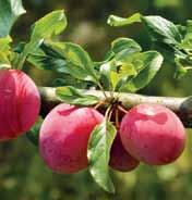 Vasta poimitun, auringon lämpöä hohtavan hedelmän maku on vertaansa vailla. Tuoreuden takaavat itse kasvatetut persikat, aprikoosit ja luumut.