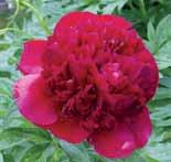 Vasta-avautunut kukka punertaa vienosti kuin lapsen poski ja tuoksuu aavistuksen kielolle. Kukka on suuri, pallomainen. 90 cm.