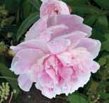 Ruusut Merveille, Karpatia ja Ilo 14 90 2 luumuruusu karpatia tuottaa runsaasti epätavallisen isoja ruusunmarjoja, jotka ovat kuin punaposkisia