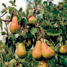 6 Useimmat omenapuut ovat osittain itsepölytteisiä, mutta toisen