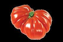 Avomaalla kasvatan vain muutamia taimia lämpimällä eteläseinustalla. Olen kokeillut noin 150 tomaattilajiketta.