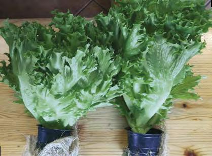Hinnat alv 0 % Salaattivihannekset ja yrttimausteet Frillice ja Danstar samanaikaisesta kylvöerästä ja samoissa viljelyolosuhteissa viljeltynä.