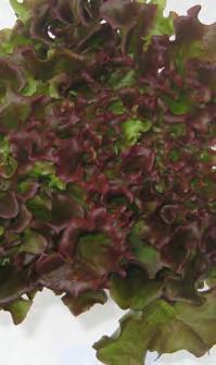 178,00 A1-0843 Multigreen 3 Lajikkeella on leveäliuskaiset, kauniin tummanvihreät, rapeat lehdet. Kasvattaa pyöreät, avoimet salaatinpäät, joissa on todella runsaasti tasakokoisia lehtiä.
