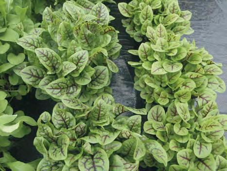 Hinnat alv 0 % Salaattivihannekset ja yrttimausteet Vesikrassi Red Merlot TILLI A75-0889 Bouquet Aikainen, lehtevä lajike, sopii erinomaisesti kasvihuonehyötöön.