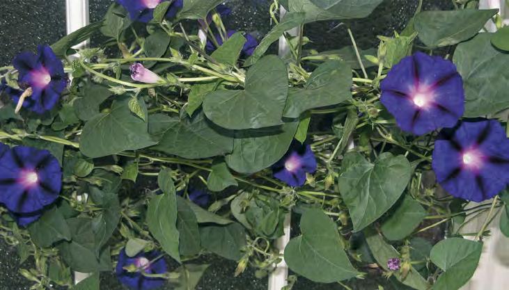 Hinnat alv 0 % Koristekasvit IPOMOEA PURPUREA AITOELÄMÄNLANKA Suosittu yksivuotinen köynnöskasvi, joka sopii myös yhdistelmäistutuksiin. Siemenmäärä 20 kpl/g.