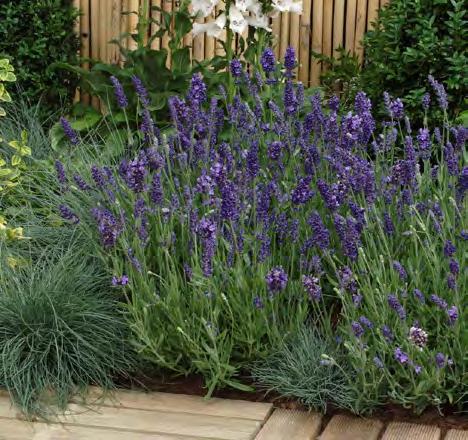 5 g 7,80 LAVANDULA ANGUSTIFOLIA TÄHKÄLAVENTELI 1.000 tainta varten tarvitaan noin 3000 siementä, siemeniä kylvetään 3 4 kpl/kenno.