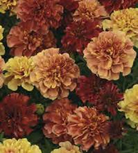 12,90 TAGETES SAMETTIKUKKA Tagetes erecta. Isosamettikukka 1.000 siemenestä saa n. 750 tainta. Itää 22 24 C:ssa 2 vrk:ssa, viljelylämpö 18 20 C.