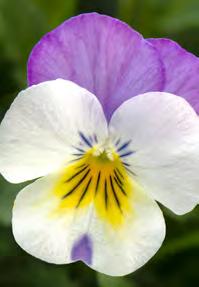Koristekasvit Hinnat alv 0 % Penny F1 K Aikainen ja tiiviskasvuinen hybridiorvokkisarja, jonka kukat ovat kookkaat ja värikkäät, kukkii runsaasti ja kukinta kestää pitkään.