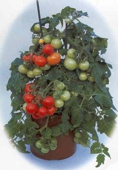 Country Taste F1 Tuotekoodi: 146401 15s 5,50 Isohedelmäinen parveke- ja pensastomaatti. Korkeus 50-70 cm. Hedelmät 60-70 g.