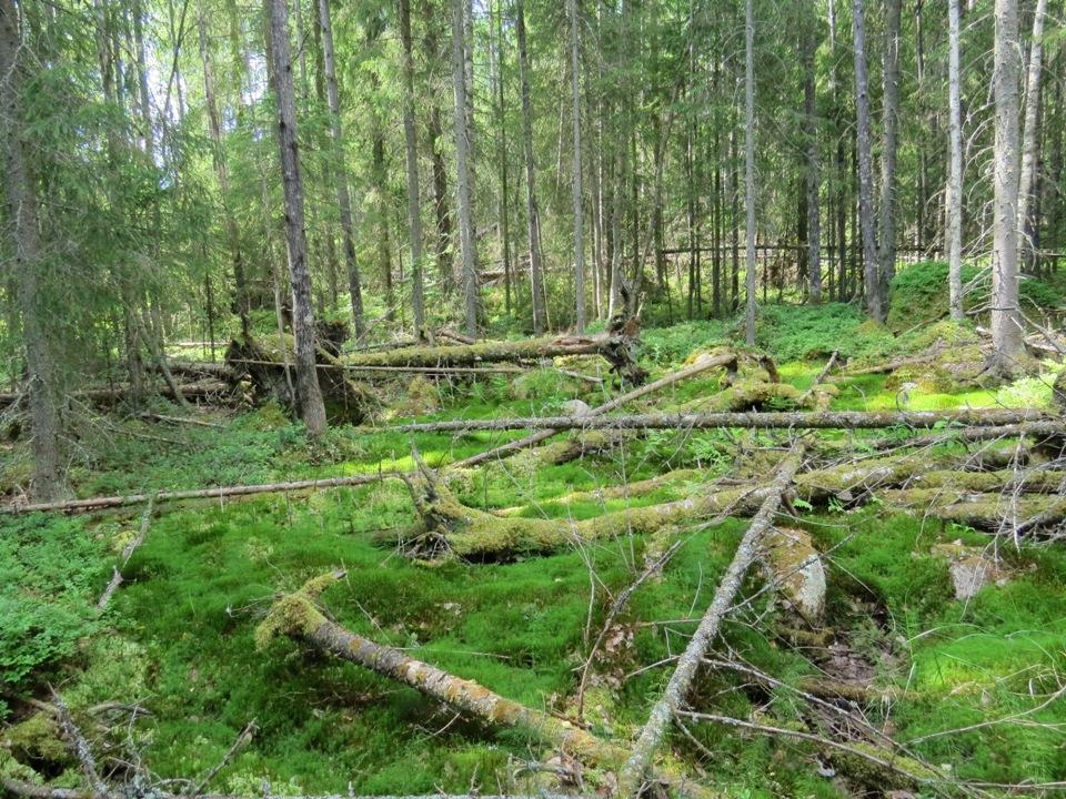 6. Muita havaittuja luontoarvoja Runsaslahopuustoinen metsä (kartta 2) Natura-alueen ulkopuolella olevassa varttuneessa kuusivaltaisessa metsässä on huomattavan paljon kuusilahopuuta (kuva 5) ja myös