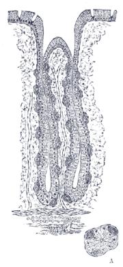 Mahanesteen eritys Mahan runko-ja pohjaosan maharauhasissa on kolmea solutyyppiä: 1. Sivusolut: tuottavat limaa ( sis. NaHCo3) 2. Katesolut: tuottavat HCl ja sisäistätekijää 3.