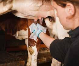 Maidon automaattinen erottelu Jos käytät DeLavalin lypsyjärjestelmää, DelPro käyttää sähkönjohtavuus- ja veripitoisuustietoja maidon laadun mittaamiseen.