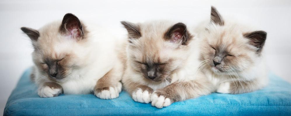 Vakuutusmäärä kaikista pentueen kissanpennuista on yhteensä 3 000 euroa.