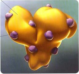 Plasmaproteiinien hyödyntäminen syövän hoidossa: Abraxane FDA hyväksyi 2005 ja EMA 2008 metastoituneeseen rintasyöpään 130 nm