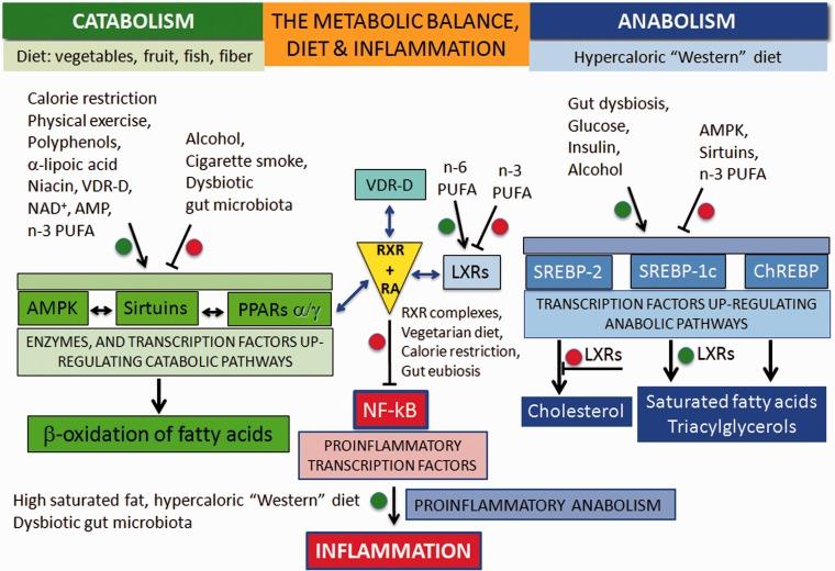 Yksinkertaistettu kaavio osoittaa miten luonnolliset ravintotekijät säätelevät solumetaboliaa oksidatiiviseen aineenvaihduntaan (vasemmalla), biosynteesiin (oikealla) ja NF-kB-välitteiseen