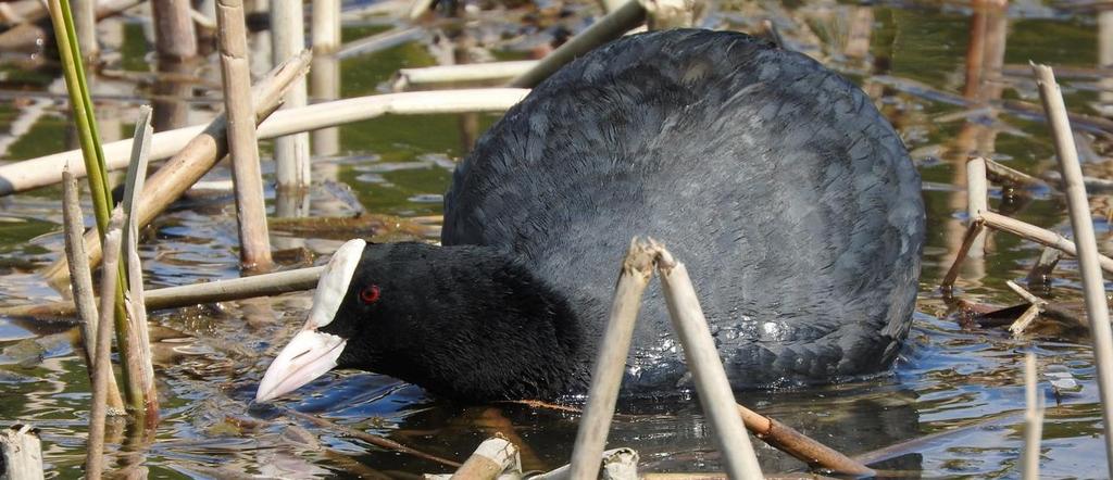 Suurimpaan osaan Natura-aluetta on perustettu luonnonsuojelualueita (kartta 3): Tiikannin, Karhukorven ja Pappilansaaren luonnonsuojelualue.