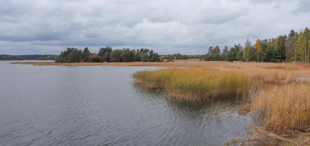 Salmien pesimälinnustoon kuuluvat sinisorsa (Anas platyrhynchos), nokikana (Fulica atra) EN ja silkkiuikku (Podiceps cristatus) NT, kalalokki (Larus canus), pajusirkku (Emberiza schoeniclus) VU ja