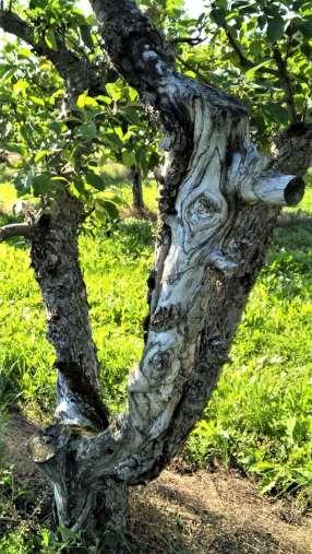 6 Kuva 4. Hedelmäpuunsyövän runtelema vanha omenapuu (Haikonen 2017) 2.3 Hedelmän mätäoire Hedelmäpuunsyöpää aiheuttava sieni voi puuaineksen lisäksi tartuttaa myös hedelmän.