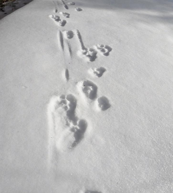 2018 Kuohijärven jäällä. Saalistakin täyttää tulevan.