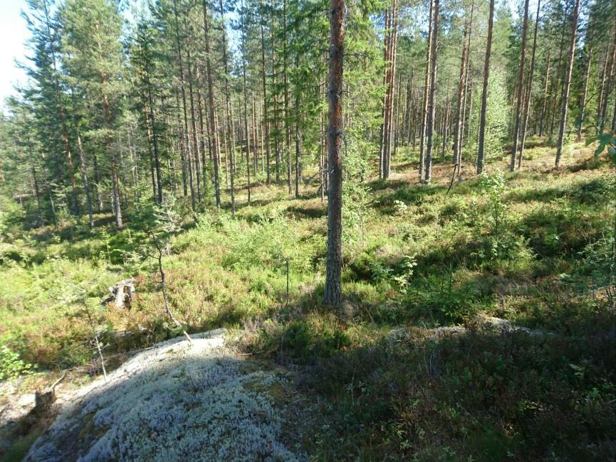 7 Häkälä P 2015 inventointi Muinaisjäännösrekisteri: Kohde sijaitsee Savonlinnan eteläosassa, Kakonsalon kaakkoispuolella olevan Mäntyojan eteläpuolella.