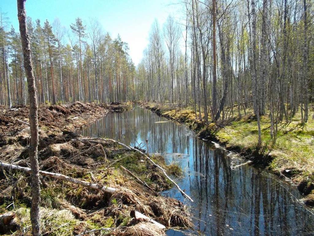 Kuva 10. Laskeutusallas maastossa. Laskeutusaltaasta lähtevän purkuojan suulle pitää tehdä pato tai jättää maa-aineksesta tai kivistä muodostuva kynnys.