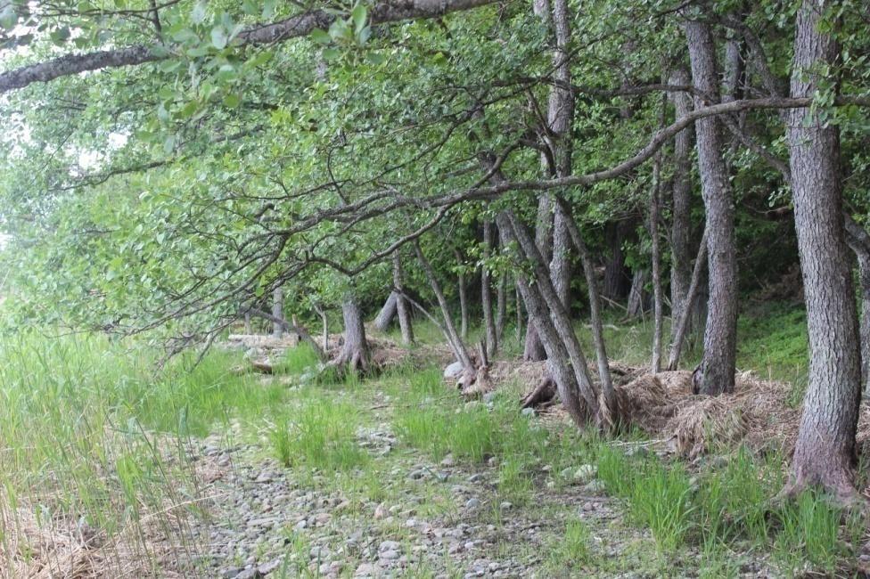 15 2.3.6 Pukholman kuvio 6 Rannan ja metsän väliin jää kapea tervaleppävyökuvio.