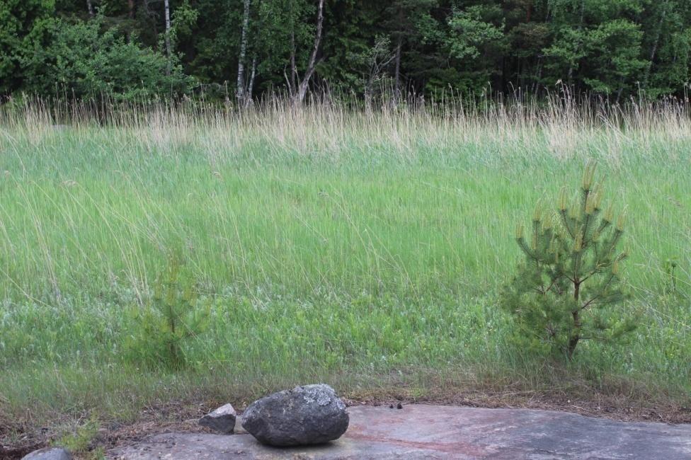 Rannalla kasvaa tuoksusimaketta, punanataa, keltamaksaruohoa, isomaksaruohoa, ruoholaukkaa, aho-orvokkia, metsälauhaa, pietaryrttiä, ketohanhikkia, järviruokoa ja siankärsämöä.