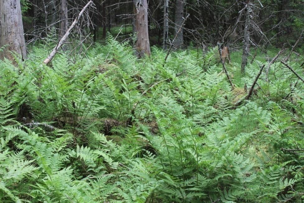 Kenttäkerroksessa kasvaa harmaasaraa, ranta-alpia, metsäalvejuurta, suo-orvokkia, lehtokortetta, metsäkortetta, kurjenjalkaa, rätvänää, suo-ohdaketta, isoalvejuurta, metsäimarretta,