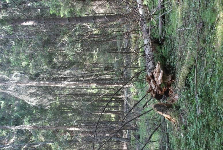 Luhta on metsälain tarkoittama erityisen tärkeä elinympäristö. Kuva 32: Tervaleppäluhta 2.4.13 Langstetin kuvio 13 Kuviolla 13 kasvaa kuusta.