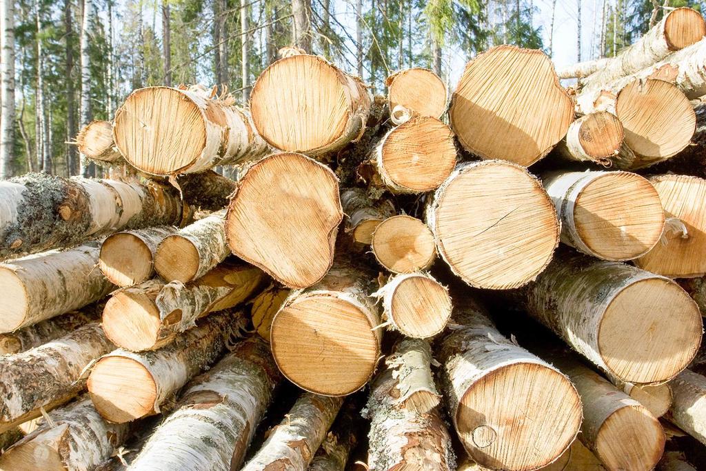 WHY ARE FORESTS & WOOD IMPORTANT? The forest industry is an important employer.