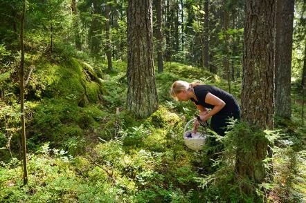 12 llman päivä 26.8. on sisäilmasta sairastavien päivä. Silloin on hyvä vetää henkeä luonnossa ja nauttia luonnon omista tuoksuista.