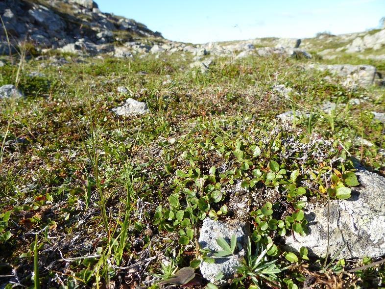 sademääristä ja lämpötilasta Pienialaisia lajistoltaan poikkeavia
