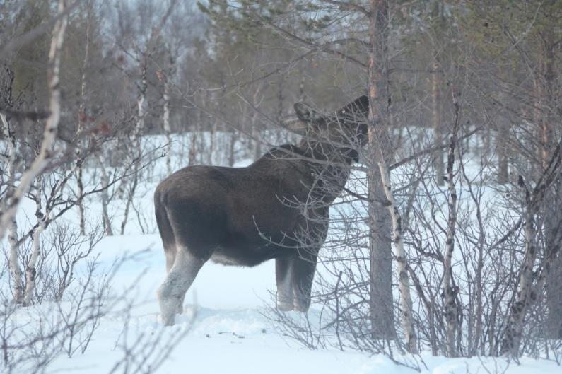 120 Utsjoen hirvisaalis 100 80 60 40 20 0 1980 1985