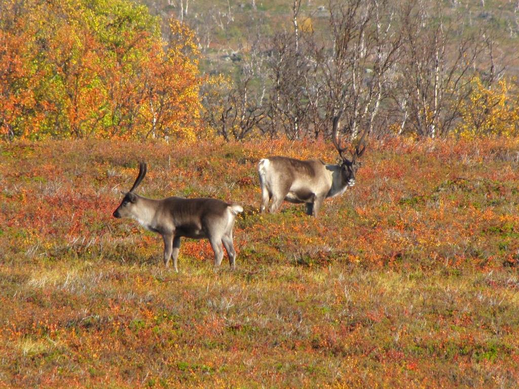 Kiitos!