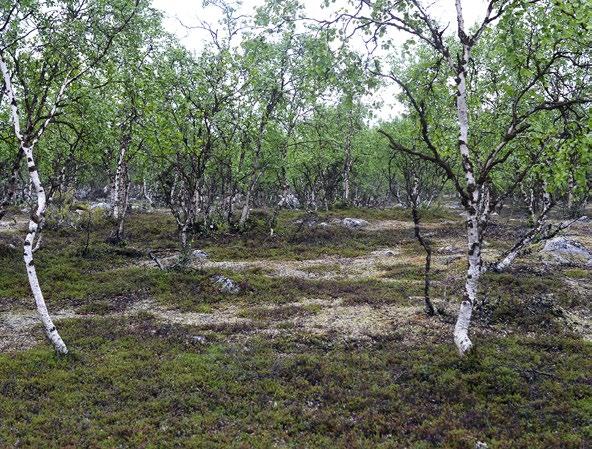 Variksenmarja-jäkälä-tunturikoivikoiden levinneisyysalue (noin 63 000 km²) ja esiintymisalue (173 ruutua) ovat niin suuret, että luontotyyppi on niiden perusteella säilyvä (B1 & B2: LC).