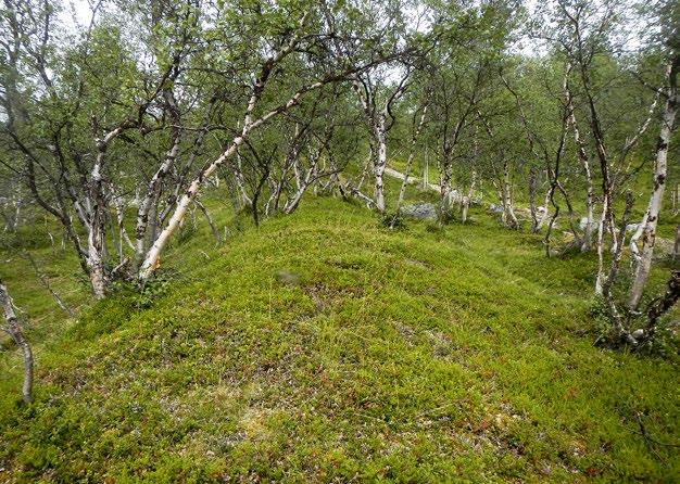 Čáhkaljávri, Enontekiö. Kuva: Saara Tynys lisuus on runsaan karikkeen takia epäyhtenäinen tai jopa puuttuu.