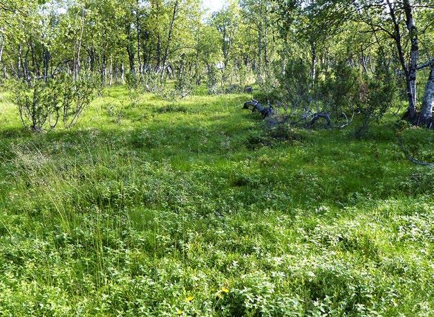 Variksenmarjatunturikoivikot on Suomessa harvinainen ja pienialainen, mereisyyttä vaativa luontotyyppi.