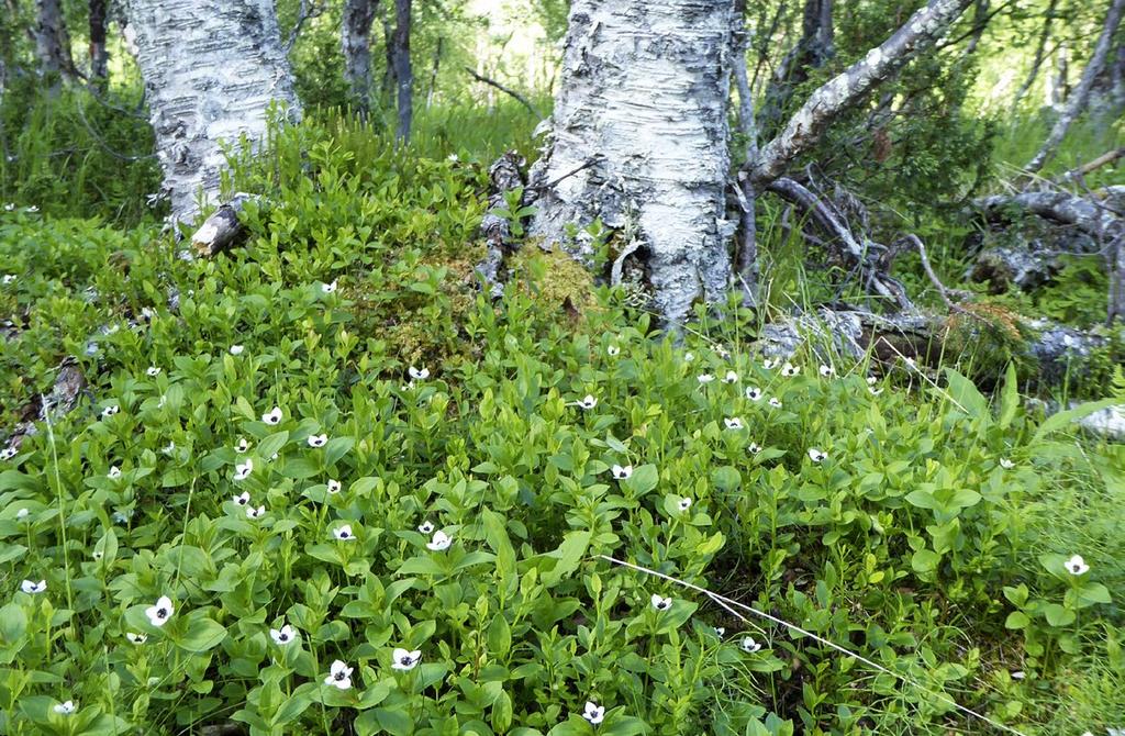 Kautsasvaara, Muotkatunturin erämaa-alue, Inari. Kuva: Arto Saikkonen huomattava. Niiden keskimääräinen peittävyys on noin 30 %. Sammalkerros on epäyhtenäinen.
