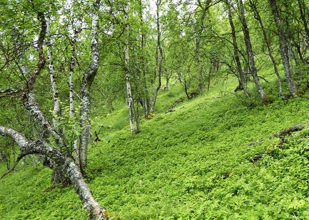 dunnuksen ja ilmastonmuutoksen yhteisvaikutus on suurempi uhka kuin mainitut uhkat erikseen.