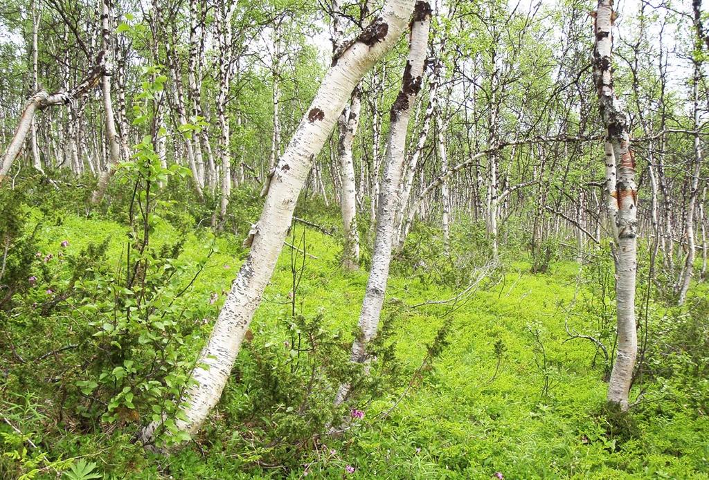 Mallan luonnonpuisto, Enontekiö.