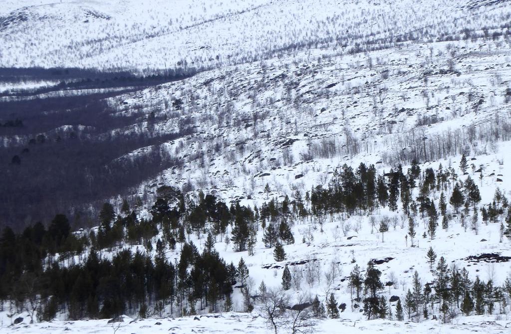 Pulmankijoki, Kaldoaivin erämaa-alue, Utsjoki. Kuva: Arto Saikkonen etenkin hiekkamailla myös variksenmarja (Empetrum nigrum), ja usein myös mustikka (Vaccinium myrtillus).