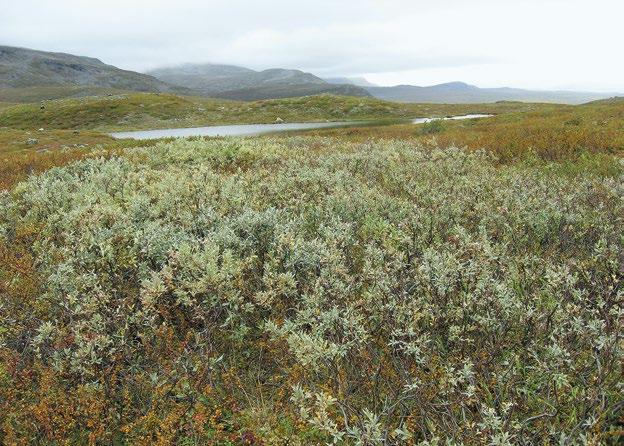 T03 Tunturikangaspensaikot Tunturikangaspensaikot ovat kivennäismaalla esiintyviä pensaikkoja. Pensasto on korkeudeltaan alle kaksimetristä, ja se voi olla joko pajua (Salix spp.