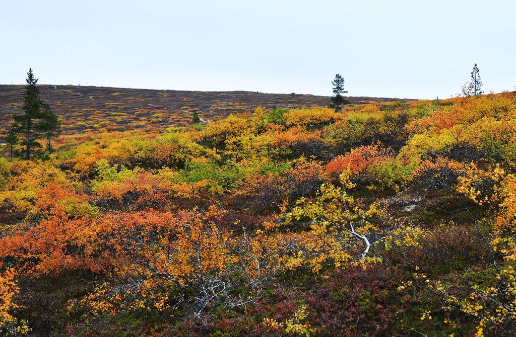 Iisakkipää, Urho Kekkosen kansallispuisto, Sodankylä.