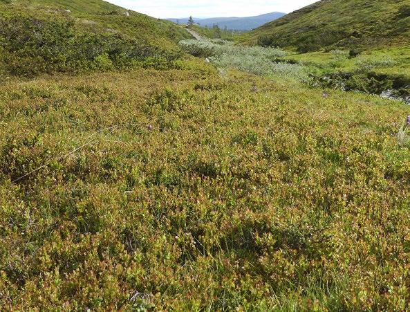 minen edesauttaa luontotyypin avoimuutta. Tulevaisuudessa ilmastonmuutos voi aiheuttaa jäkäläisten vaivaiskoivukankaiden määrän vähenemistä ja sammaleisten kankaiden lisääntymistä.