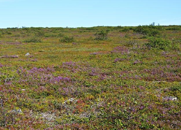 Myös ilmastonmuutoksen aiheuttama umpeenkasvu voi heikentää kurjenkanervakankaiden laatua. lmastonmuutos aiheuttaa sammaloitumista, varvikoitumista (Lang ym.