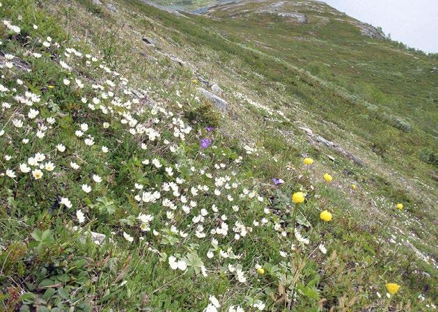 T04.08 Ravinteiset lapinvuokkokankaat Uhanalaisuusluokka Kriteerit Kehityssuunta Koko maa NT (LC EN) B1,2a(ii,iii)b Etelä-Suomi Pohjois-Suomi NT (LC EN) B1,2a(ii,iii)b Mallan luonnonpuisto, Enontekiö.