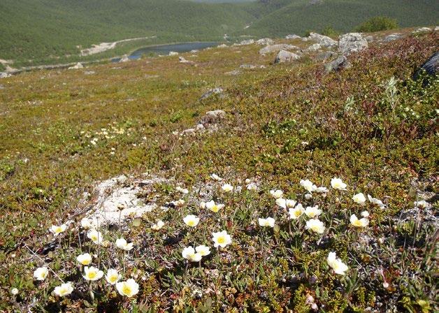 Karut lapinvuokkokankaat Metsähallituksen paikkatietoaineisto Asiantuntijatieto SYKE, Metsähallitus Esiintyminen: Karuja lapinvuokkokankaita esiintyy harvakseltaan ja pienialaisena muun muassa Urho