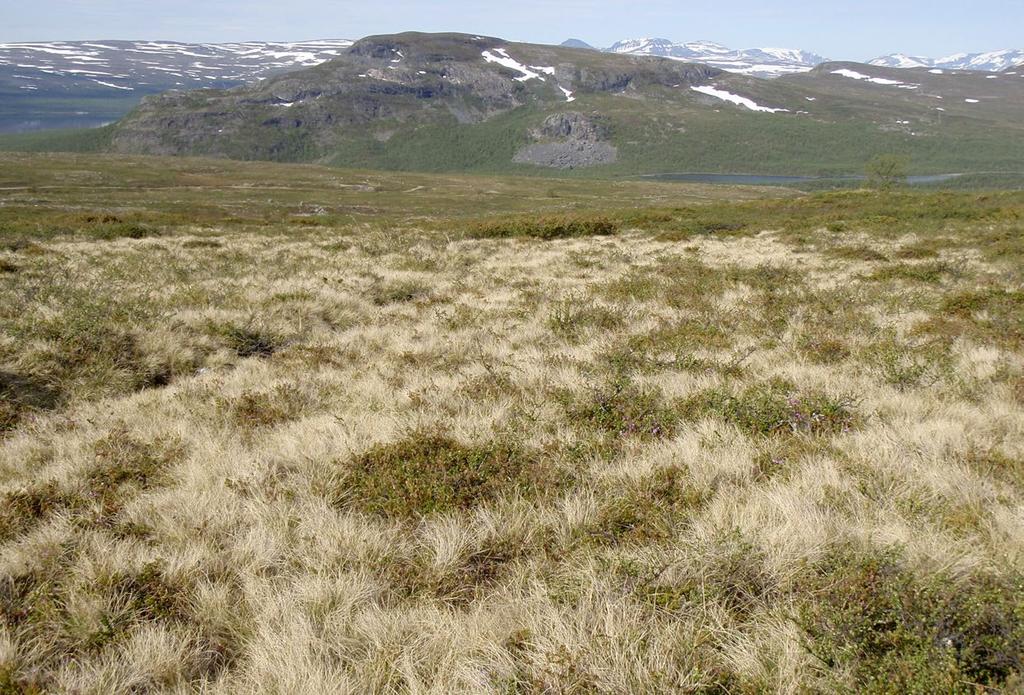 Jäkkikankaat Metsähallituksen paikkatietoaineisto SYKE, Metsähallitus Esiintyminen: Jäkkikankaita esiintyy yleisesti Tunturija Metsä-Lapissa pienialaisina, yleensä muutaman aarin kokoisina laikkuina.