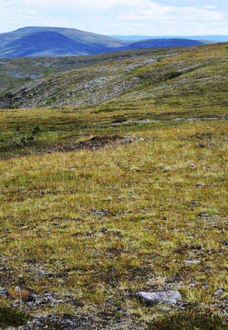 sijaitsevia esiintymiä, ja myös sammaloituminen voi lisääntyä. Pensaat tai puut eivät kuitenkaan herkästi leviä jäkkikankaille.